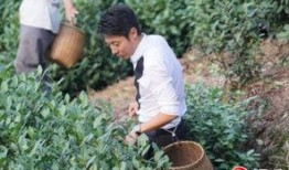 采茶老太爆料视频播放,揭秘茶叶市场背后真相