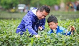 采茶老太爆料视频播放,揭秘茶叶市场背后真相