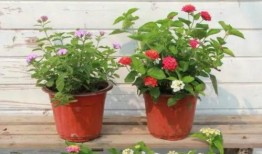 爆料金牛哥最新视频,行业动态与独家见解大公开