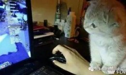 养猫的野男孩爆料视频,野男孩爆料视频背后的真实生活