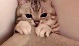 娱乐吃瓜君猫神,揭秘猫神背后的神秘故事