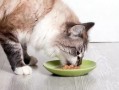 娱乐吃瓜酱猫拦截,揭秘娱乐圈幕后故事