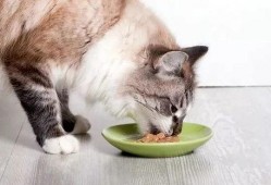 娱乐吃瓜酱猫拦截,揭秘娱乐圈幕后故事