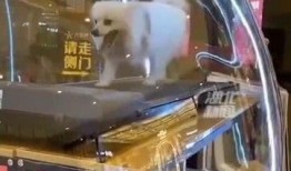 石家庄宠物店爆料视频,揭秘宠物行业背后真相