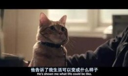 养猫的野男孩爆料视频,野男孩爆料视频背后的真实生活