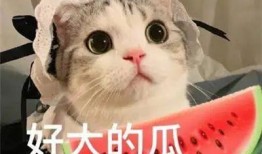 网红吃瓜挨揍图片大全,盘点那些爆笑又惊险的瞬间