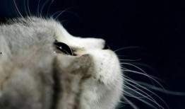 娱乐吃瓜酱猫拦截,揭秘娱乐圈幕后故事
