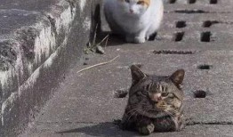 娱乐吃瓜君猫神,揭秘猫神背后的神秘故事