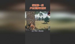 诸暨网红吃瓜事件始末视频,一场网络狂欢背后的真相揭秘