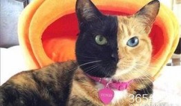 娱乐吃瓜君猫神,揭秘猫神背后的神秘故事